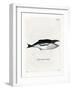 Humpback Whale-null-Framed Giclee Print
