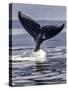 Humpback Whale-Art Wolfe-Stretched Canvas