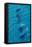 Humpback Whales Aerial View of Migrating Pod-null-Framed Stretched Canvas
