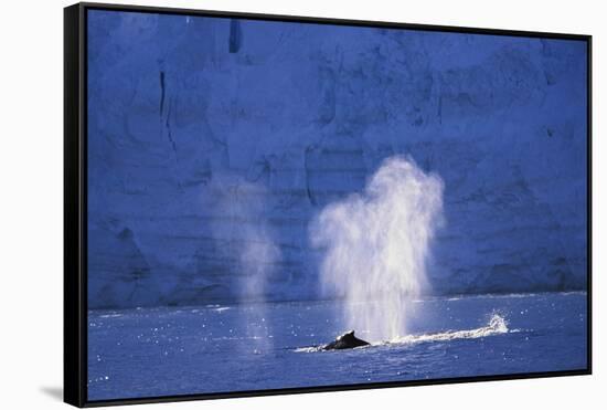 Humpback Whales Blowing in Mcfarlane Strait in Antarctica-Paul Souders-Framed Stretched Canvas