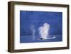 Humpback Whales Blowing in Mcfarlane Strait in Antarctica-Paul Souders-Framed Photographic Print