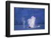 Humpback Whales Blowing in Mcfarlane Strait in Antarctica-Paul Souders-Framed Photographic Print