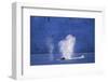 Humpback Whales Blowing in Mcfarlane Strait in Antarctica-Paul Souders-Framed Photographic Print