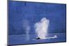 Humpback Whales Blowing in Mcfarlane Strait in Antarctica-Paul Souders-Mounted Photographic Print