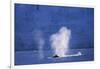 Humpback Whales Blowing in Mcfarlane Strait in Antarctica-Paul Souders-Framed Photographic Print