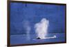 Humpback Whales Blowing in Mcfarlane Strait in Antarctica-Paul Souders-Framed Photographic Print