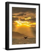 Humpback Whales, Chatham Strait, Inside Passage, Alaska, USA-Stuart Westmorland-Framed Photographic Print