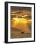 Humpback Whales, Chatham Strait, Inside Passage, Alaska, USA-Stuart Westmorland-Framed Photographic Print