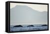 Humpback Whales Feeding Along Point Adolphus at Sunset-null-Framed Stretched Canvas