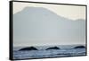 Humpback Whales Feeding Along Point Adolphus at Sunset-null-Framed Stretched Canvas