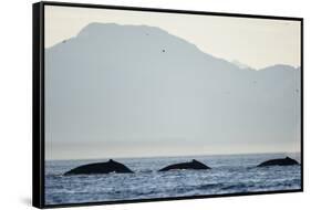 Humpback Whales Feeding Along Point Adolphus at Sunset-null-Framed Stretched Canvas