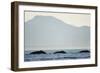 Humpback Whales Feeding Along Point Adolphus at Sunset-null-Framed Photographic Print