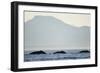 Humpback Whales Feeding Along Point Adolphus at Sunset-null-Framed Photographic Print