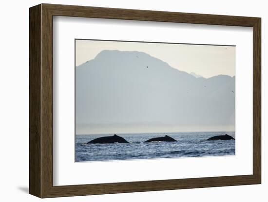 Humpback Whales Feeding Along Point Adolphus at Sunset-null-Framed Photographic Print