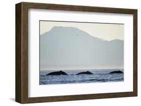 Humpback Whales Feeding Along Point Adolphus at Sunset-null-Framed Photographic Print