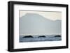 Humpback Whales Feeding Along Point Adolphus at Sunset-null-Framed Photographic Print