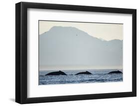 Humpback Whales Feeding Along Point Adolphus at Sunset-null-Framed Photographic Print