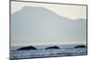 Humpback Whales Feeding Along Point Adolphus at Sunset-null-Mounted Photographic Print