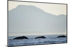 Humpback Whales Feeding Along Point Adolphus at Sunset-null-Mounted Photographic Print