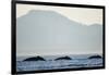 Humpback Whales Feeding Along Point Adolphus at Sunset-null-Framed Photographic Print