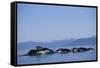 Humpback Whales Feeding in Frederick Sound-Paul Souders-Framed Stretched Canvas