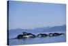Humpback Whales Feeding in Frederick Sound-Paul Souders-Stretched Canvas