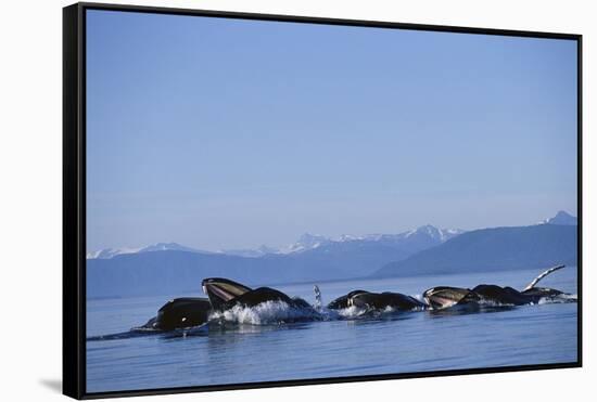 Humpback Whales Feeding in Frederick Sound-Paul Souders-Framed Stretched Canvas