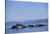 Humpback Whales Feeding in Frederick Sound-Paul Souders-Stretched Canvas