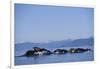 Humpback Whales Feeding in Frederick Sound-Paul Souders-Framed Photographic Print