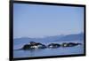 Humpback Whales Feeding in Frederick Sound-Paul Souders-Framed Photographic Print