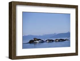 Humpback Whales Feeding in Frederick Sound-Paul Souders-Framed Photographic Print