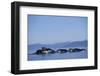 Humpback Whales Feeding in Frederick Sound-Paul Souders-Framed Photographic Print