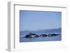 Humpback Whales Feeding in Frederick Sound-Paul Souders-Framed Photographic Print
