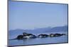 Humpback Whales Feeding in Frederick Sound-Paul Souders-Mounted Photographic Print