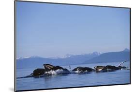 Humpback Whales Feeding in Frederick Sound-Paul Souders-Mounted Photographic Print