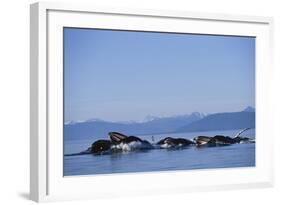 Humpback Whales Feeding in Frederick Sound-Paul Souders-Framed Photographic Print