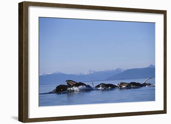 Humpback Whales Feeding in Frederick Sound-Paul Souders-Framed Photographic Print