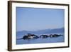 Humpback Whales Feeding in Frederick Sound-Paul Souders-Framed Photographic Print