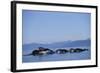 Humpback Whales Feeding in Frederick Sound-Paul Souders-Framed Photographic Print