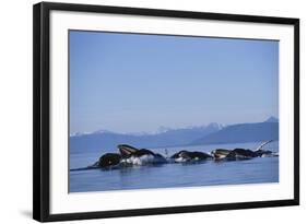 Humpback Whales Feeding in Frederick Sound-Paul Souders-Framed Photographic Print