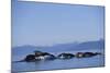 Humpback Whales Feeding in Frederick Sound-Paul Souders-Mounted Photographic Print