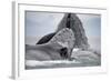 Humpback Whales Feeding in Frederick Sound-null-Framed Photographic Print