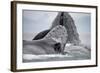 Humpback Whales Feeding in Frederick Sound-null-Framed Photographic Print