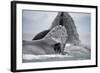 Humpback Whales Feeding in Frederick Sound-null-Framed Photographic Print