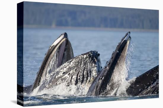 Humpback Whales Feeding in Icy Strait-Paul Souders-Stretched Canvas