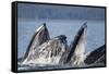Humpback Whales Feeding in Icy Strait-Paul Souders-Framed Stretched Canvas