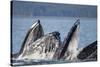 Humpback Whales Feeding in Icy Strait-Paul Souders-Stretched Canvas