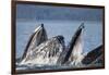 Humpback Whales Feeding in Icy Strait-Paul Souders-Framed Photographic Print