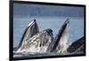 Humpback Whales Feeding in Icy Strait-Paul Souders-Framed Photographic Print