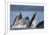 Humpback Whales Feeding in Icy Strait-Paul Souders-Framed Photographic Print
